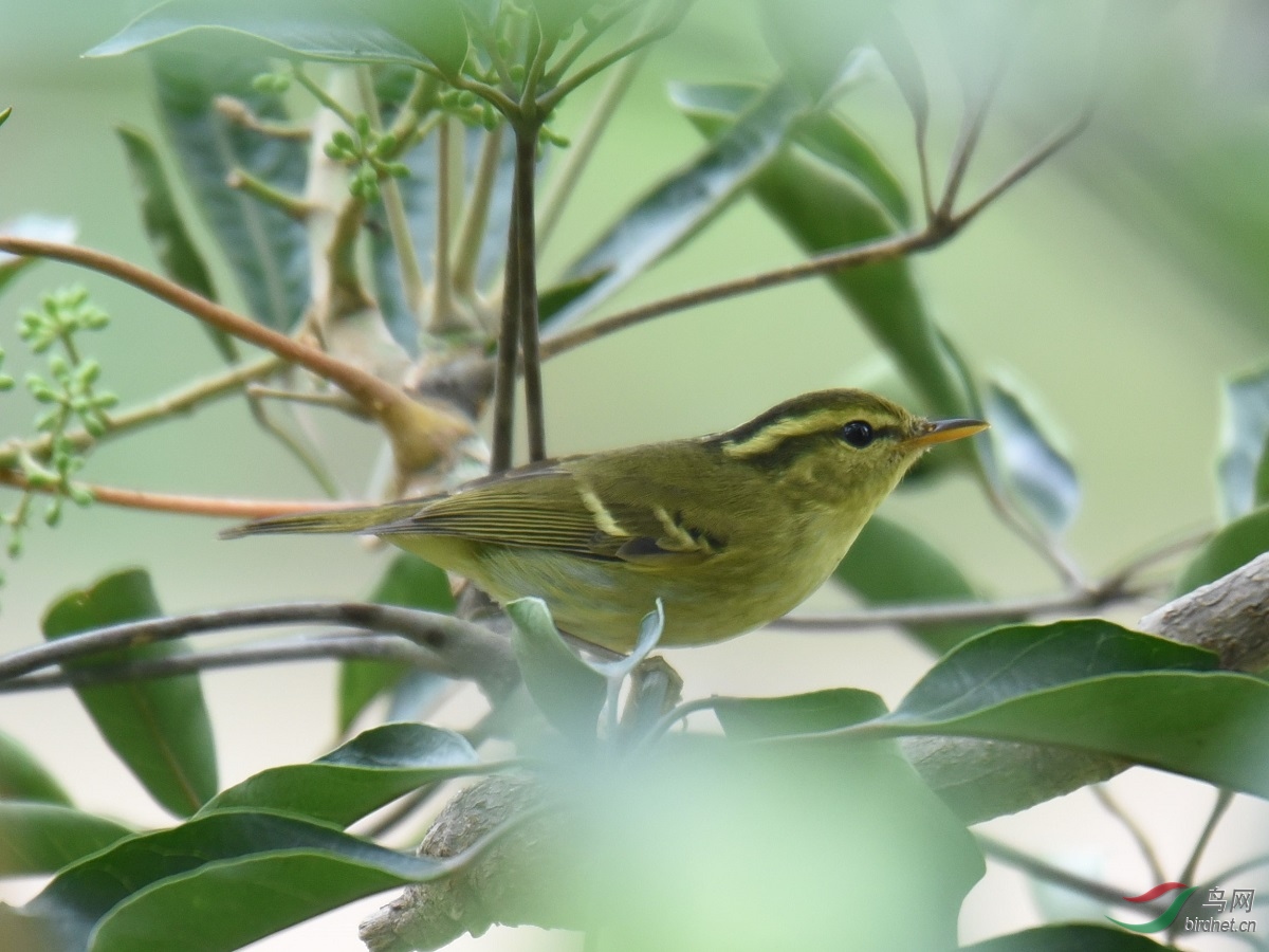 华南冠纹柳莺hartertsleafwarbler