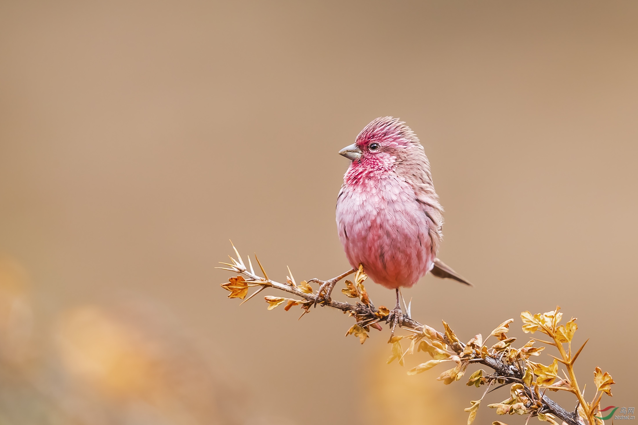 川西小精灵-曙红朱雀(恭贺荣获首页鸟类精华)
