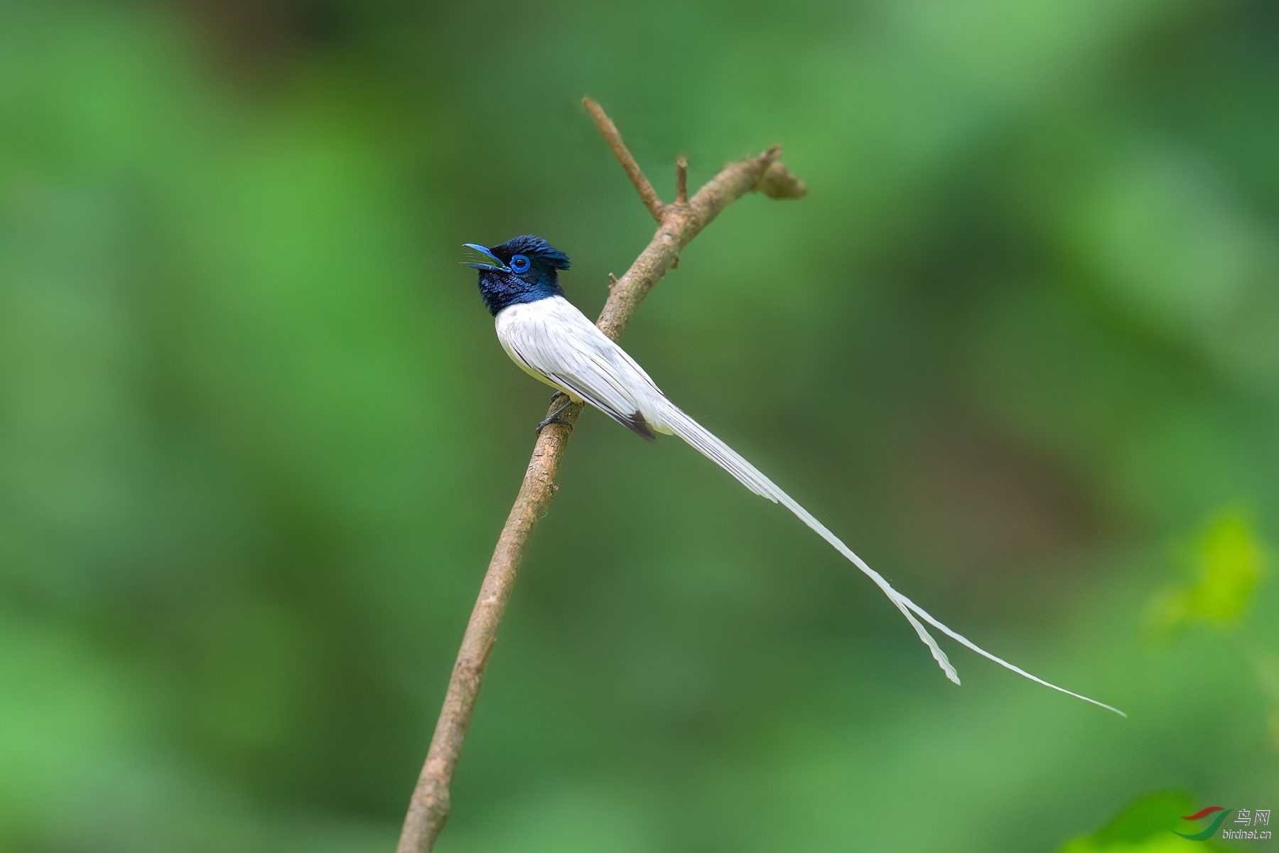 寿带鸟幸福的一家