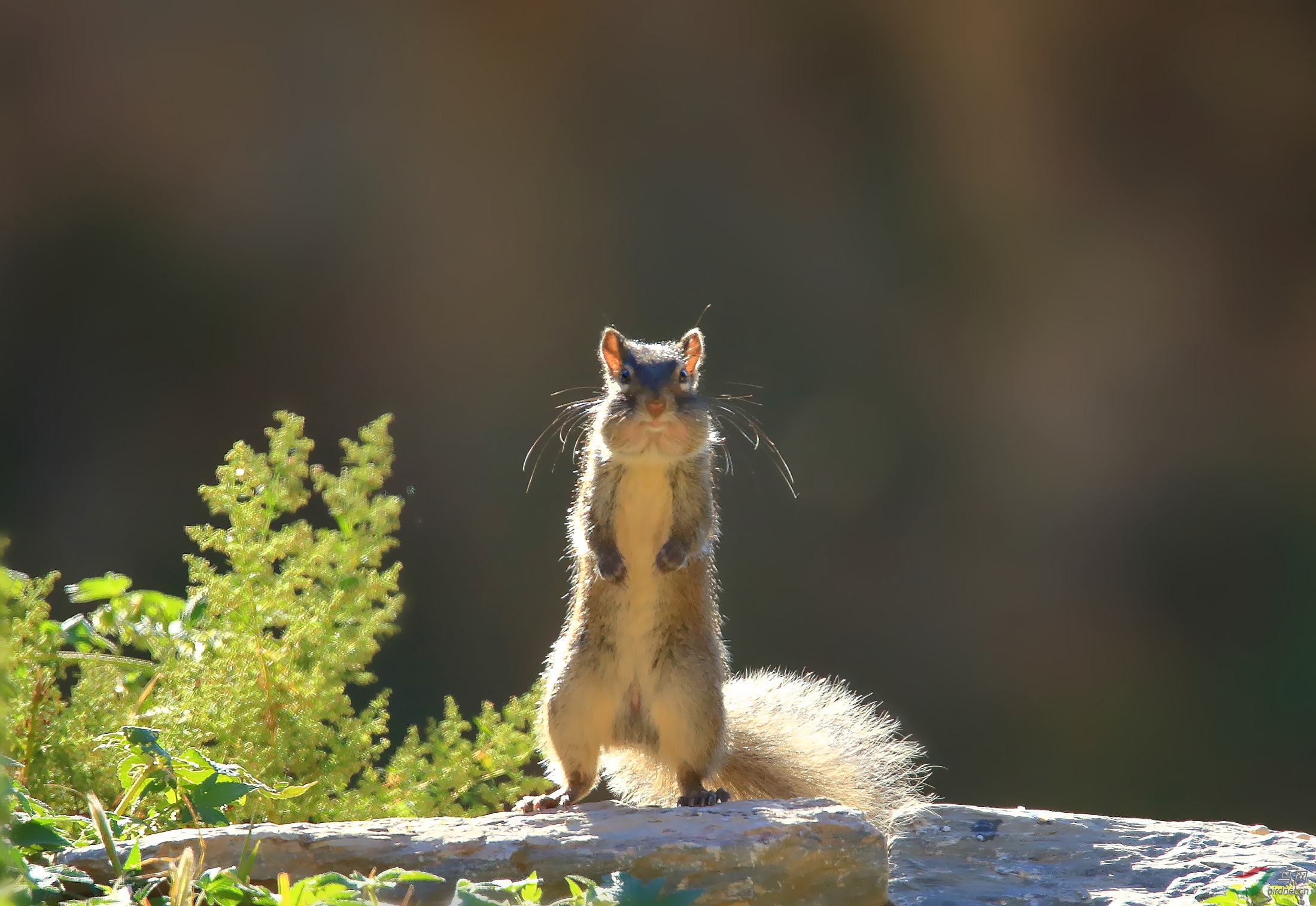 逆光------岩松鼠