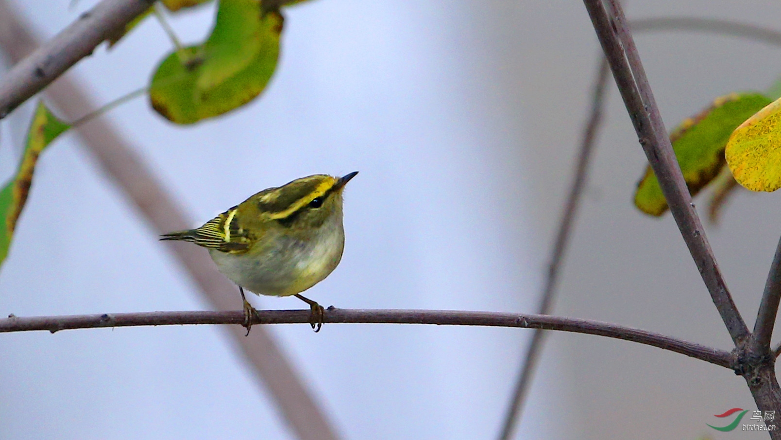 黄眉柳莺.【5】