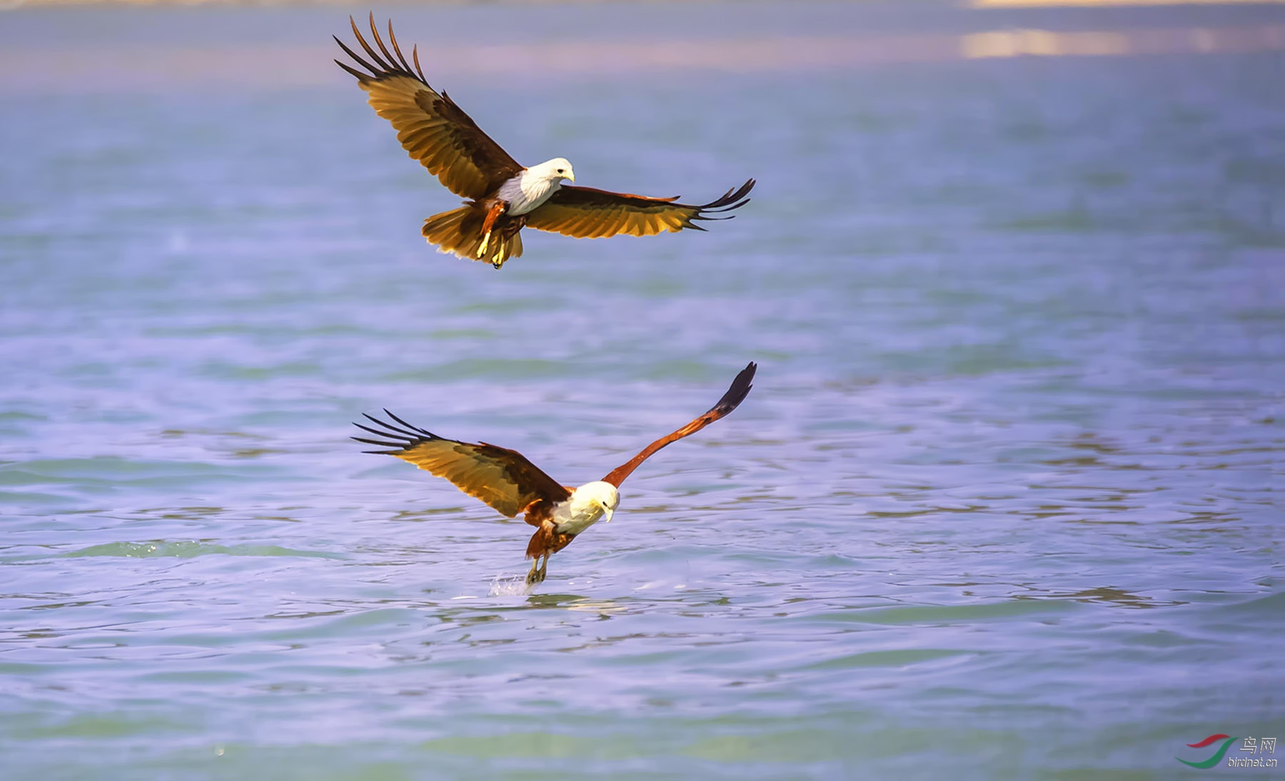 栗鸢(比翼双飞)