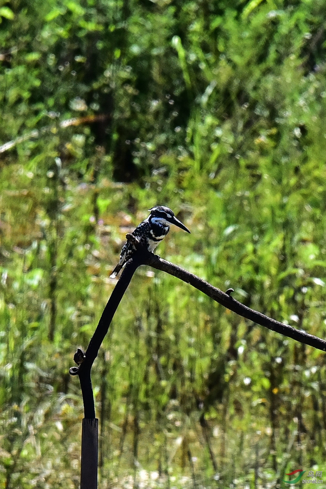 DSC_0310.JPG