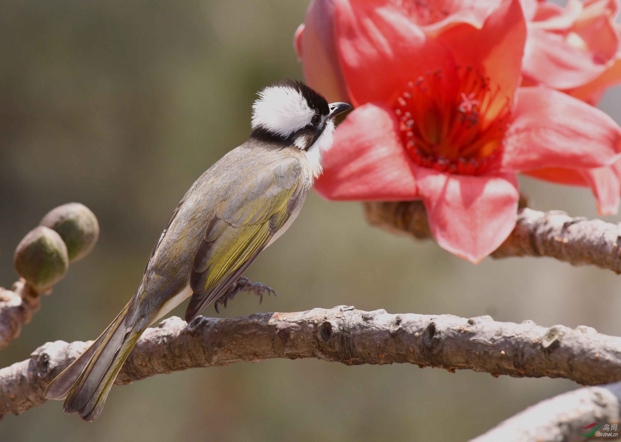 白头鹎 - 海南版 hainan 鸟网