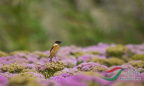 AM3T9592.jpg