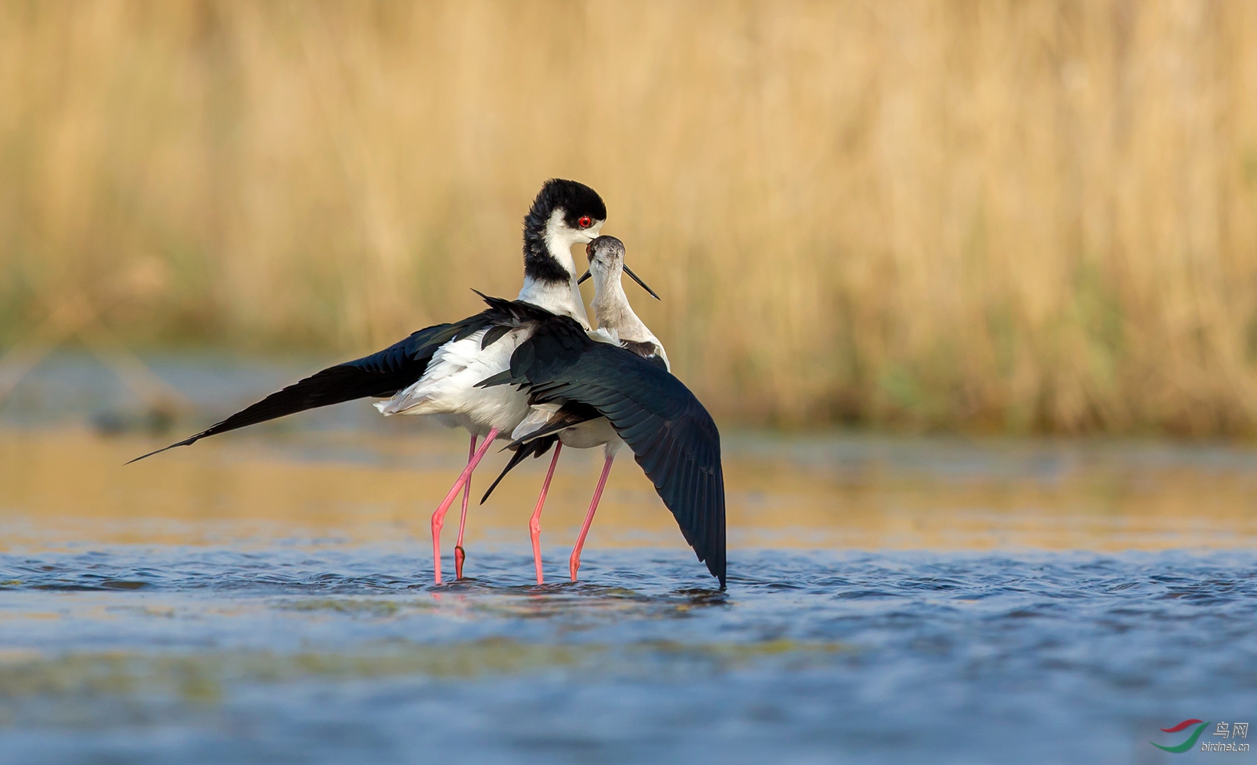 恩爱——黑翅长脚鹬