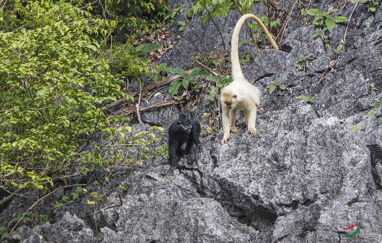 白化的黑叶猴