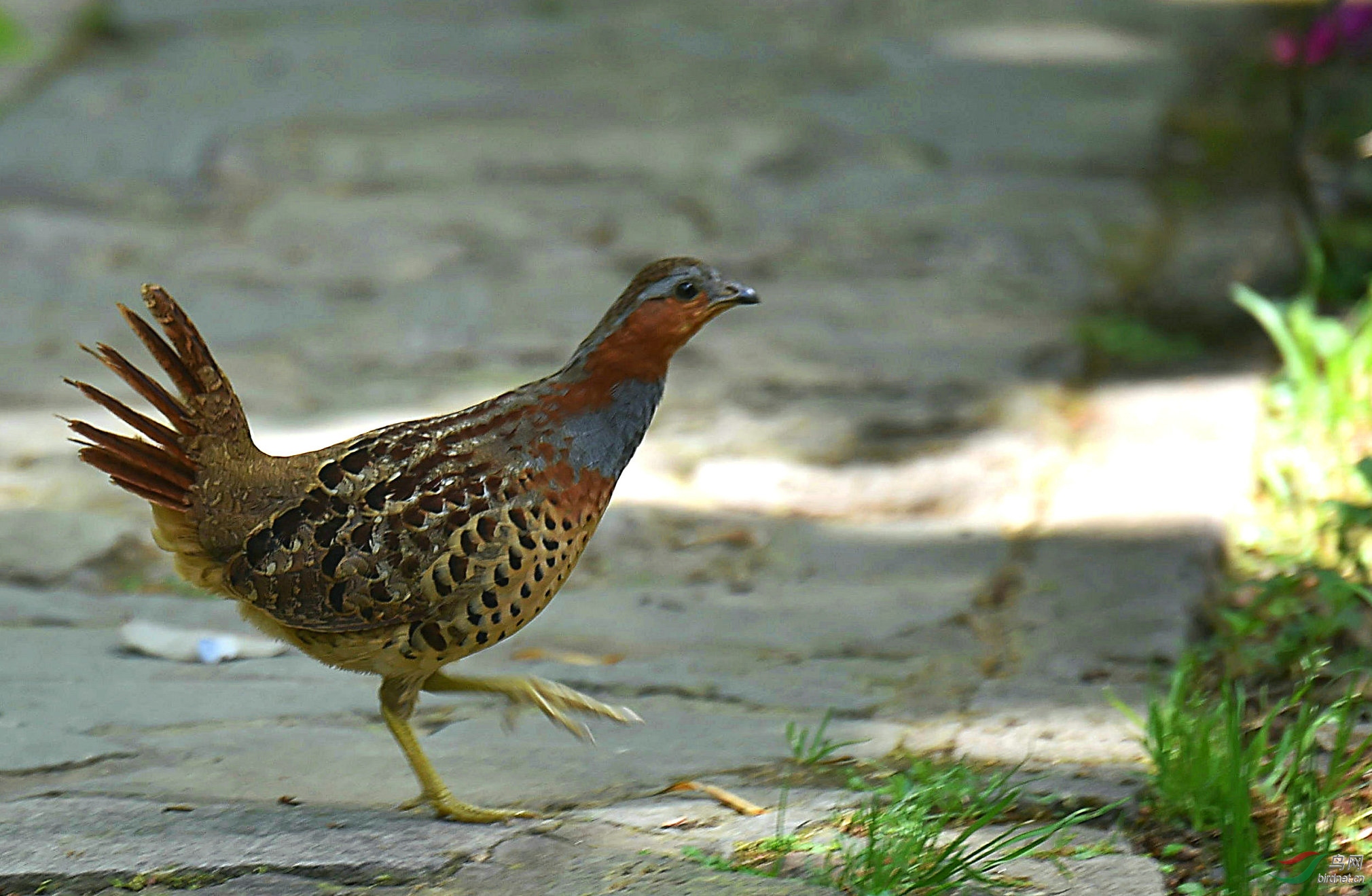 灰胸竹鸡 - 尼康专栏鸟网