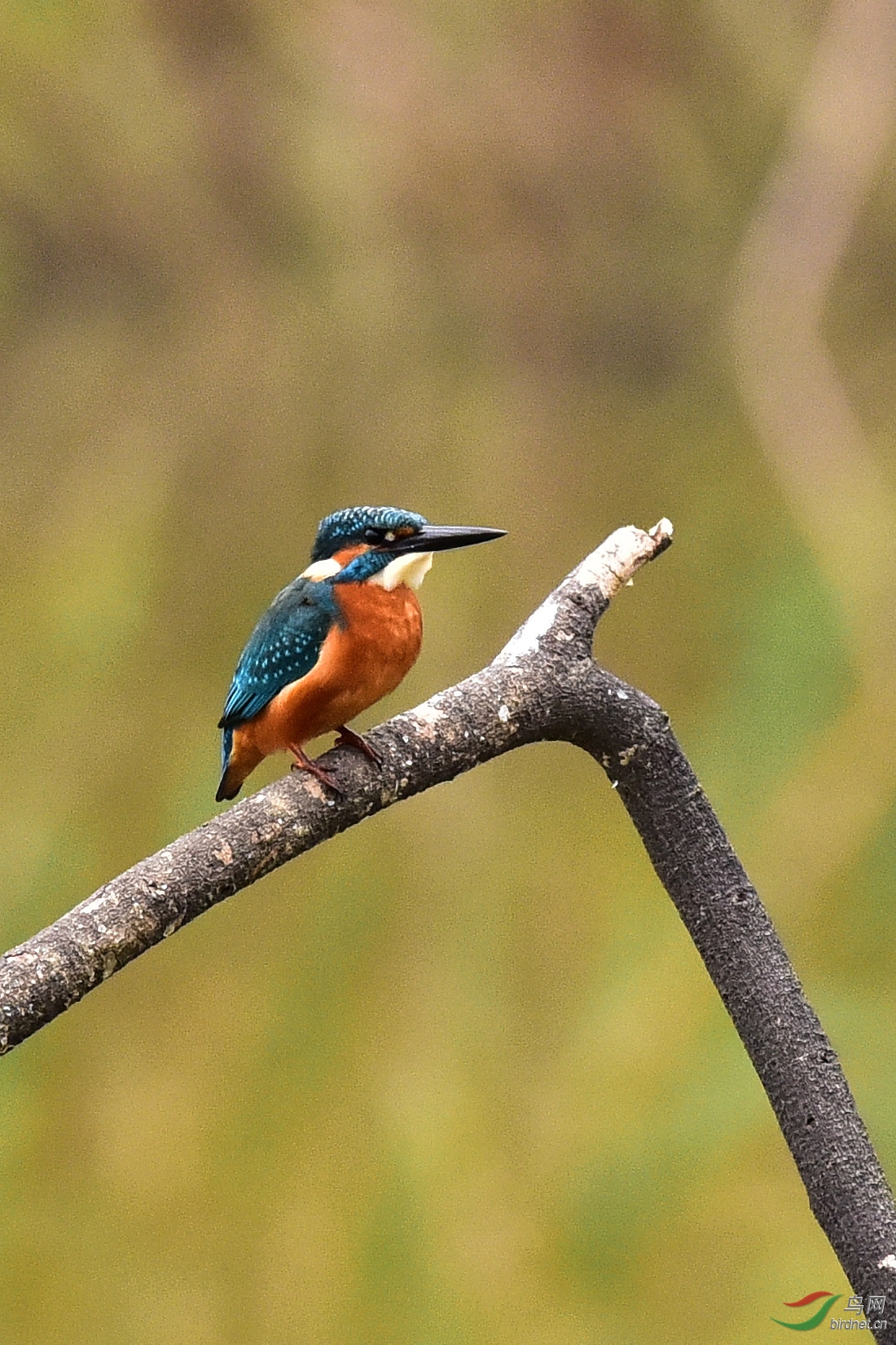DSC_0325.JPG