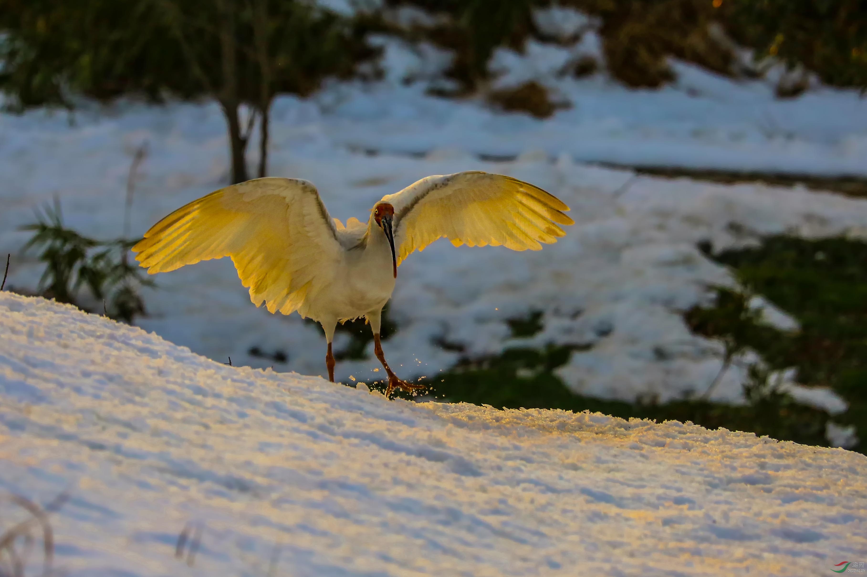 雪地朱鹮 - 上海版 shanghai 鸟网