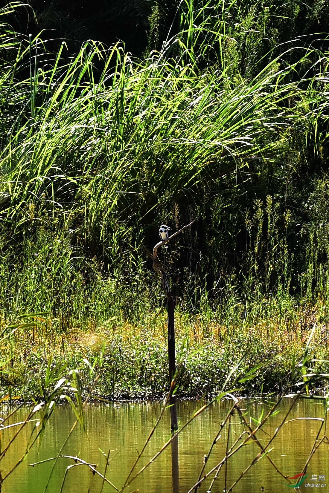 DSC_0327.JPG