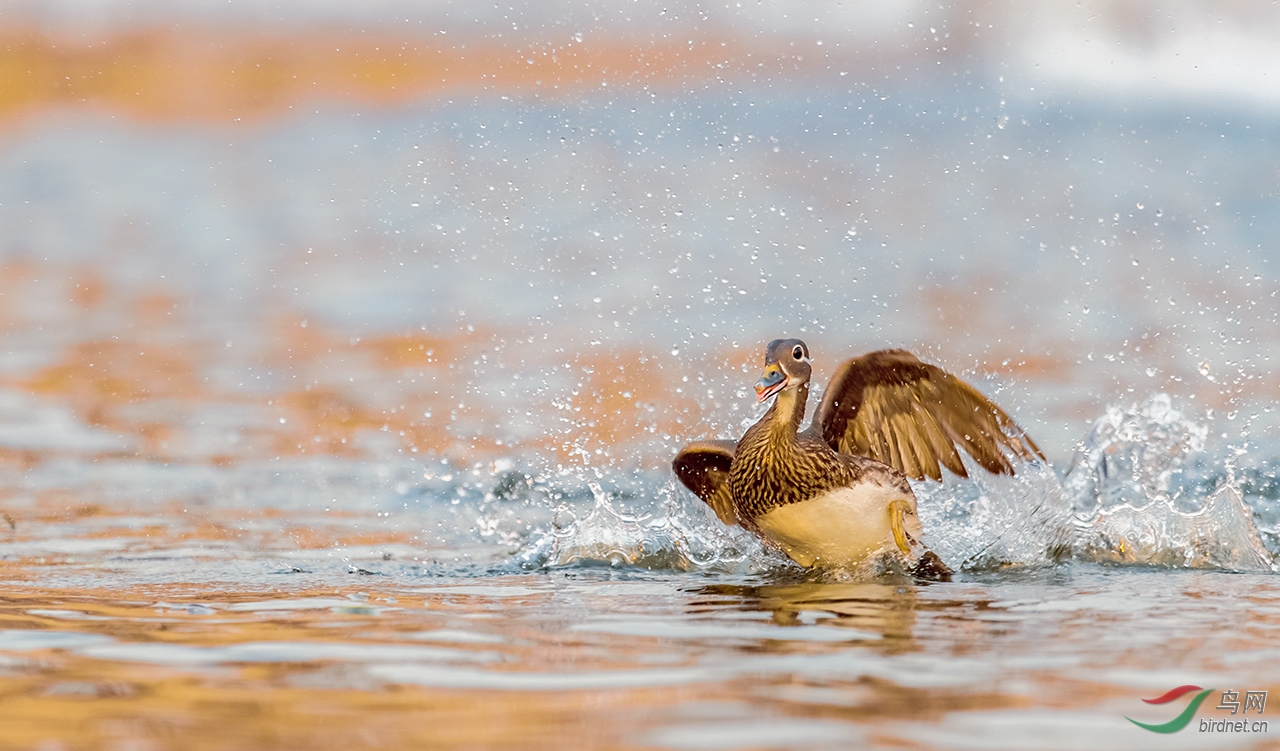 天女散花(鸳鸯m)