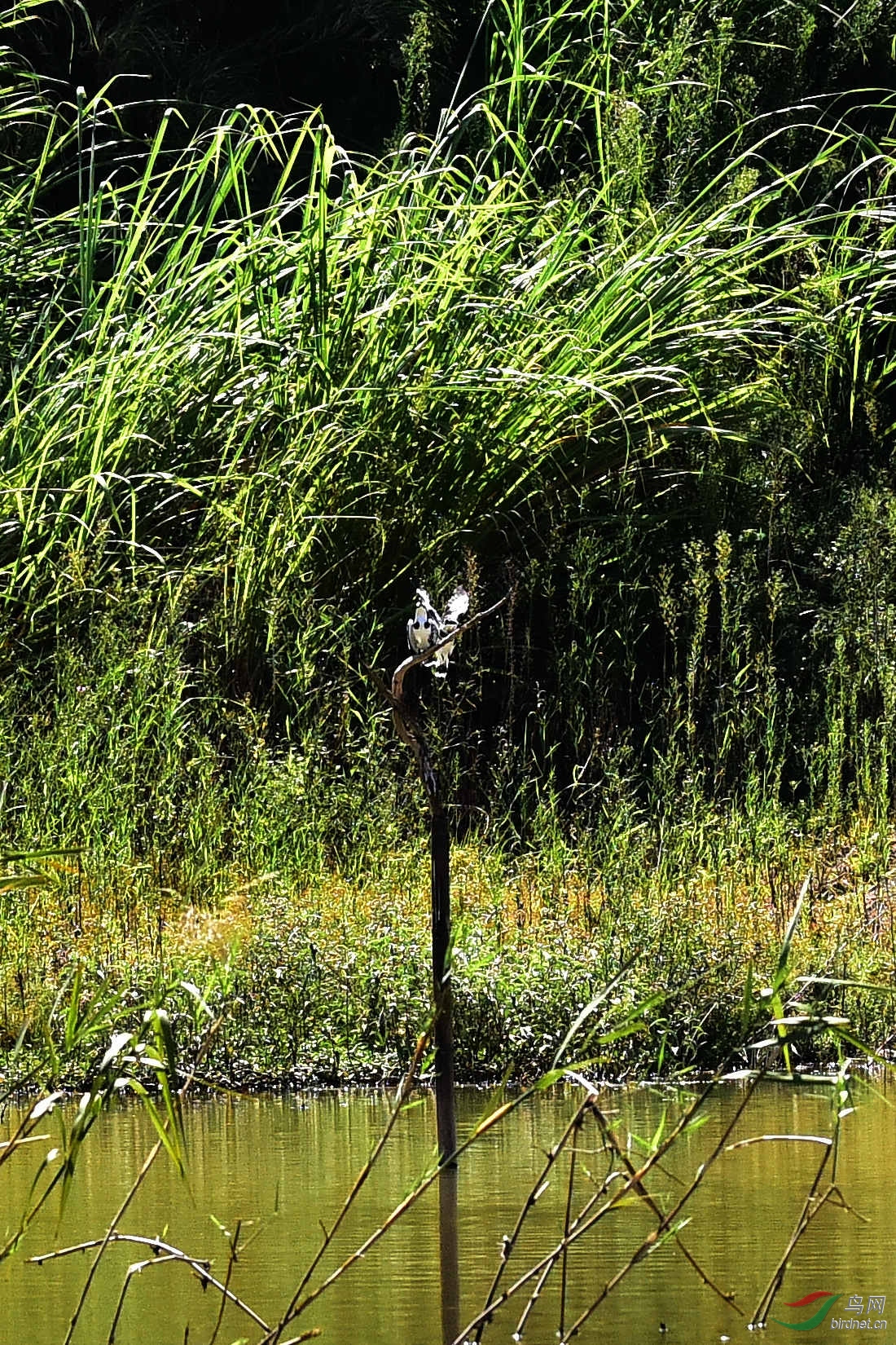 DSC_0333.JPG