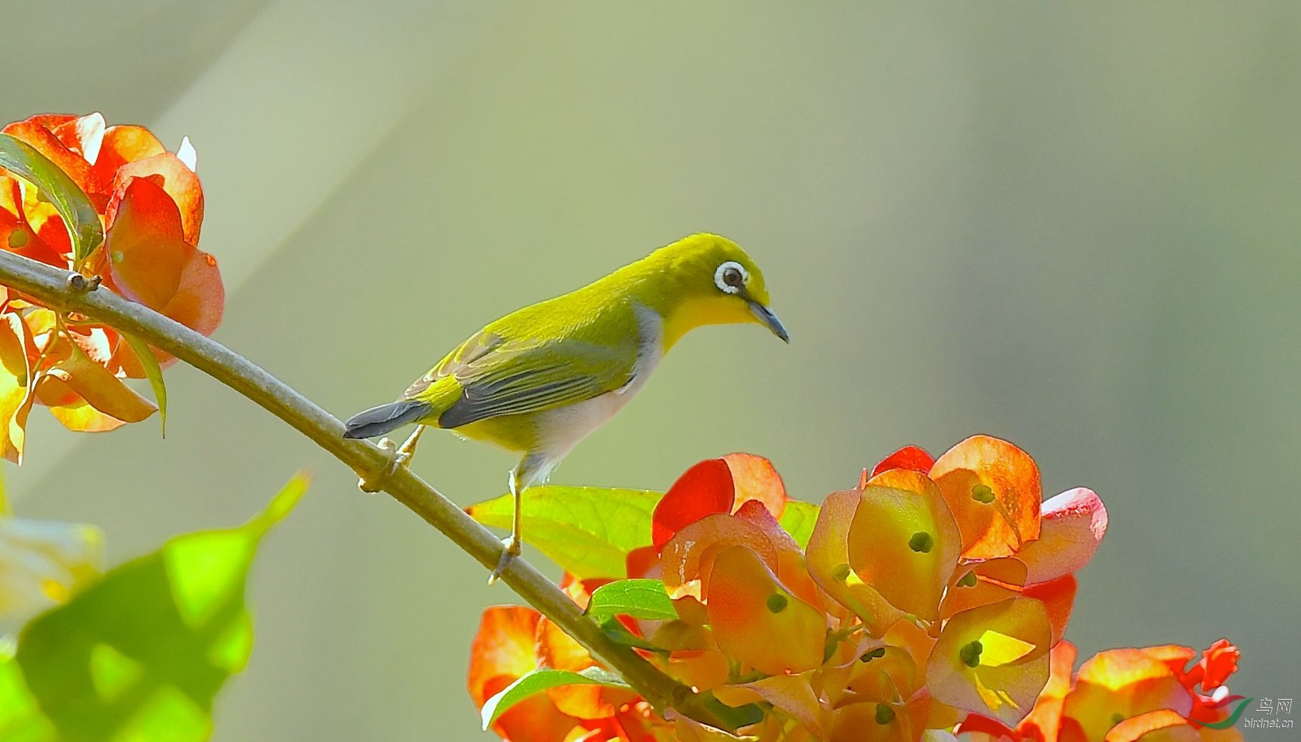 绣眼- 广西版 guangxi 鸟网