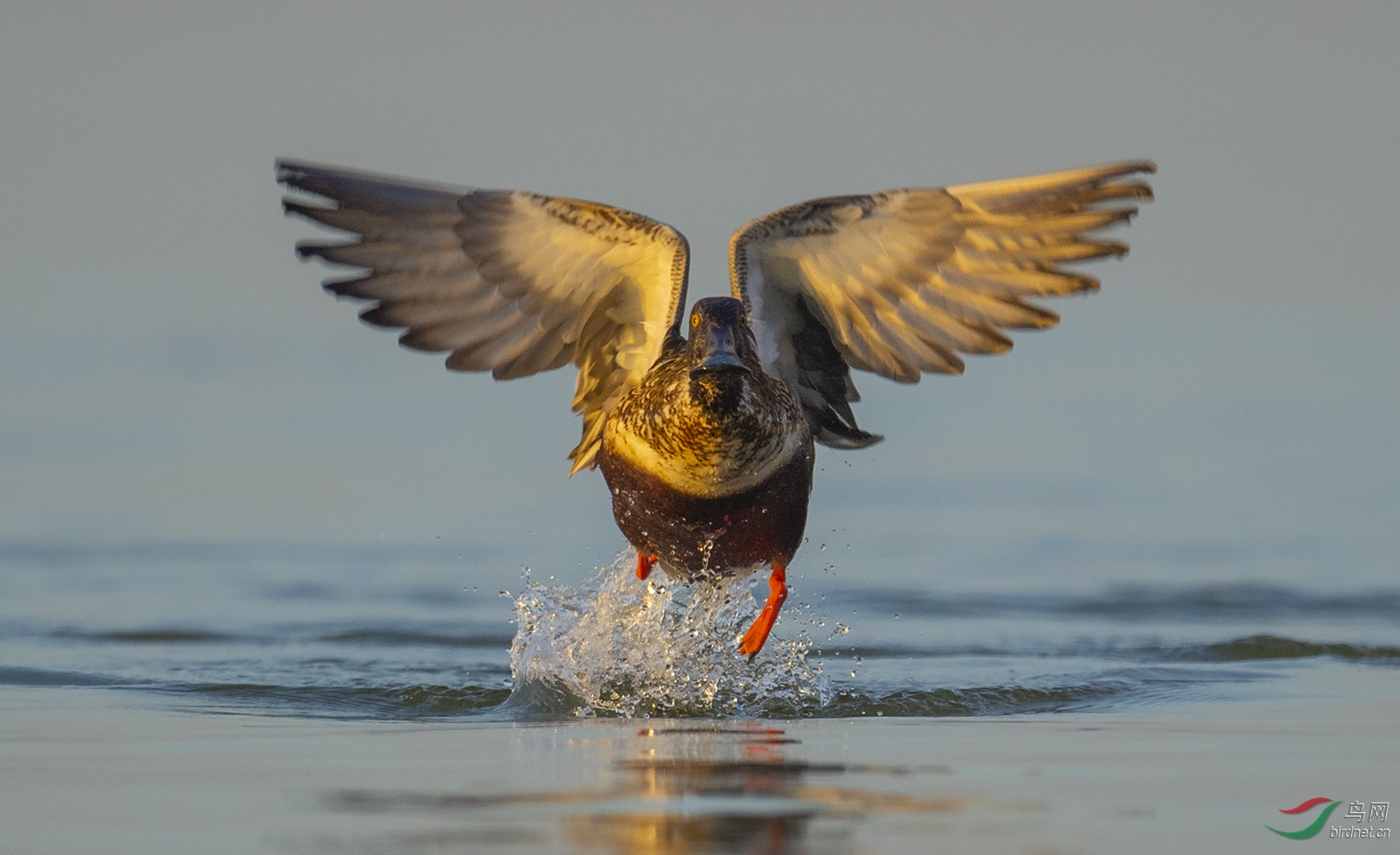 飞奔的宾利斑嘴鸭祝贺获首页精华