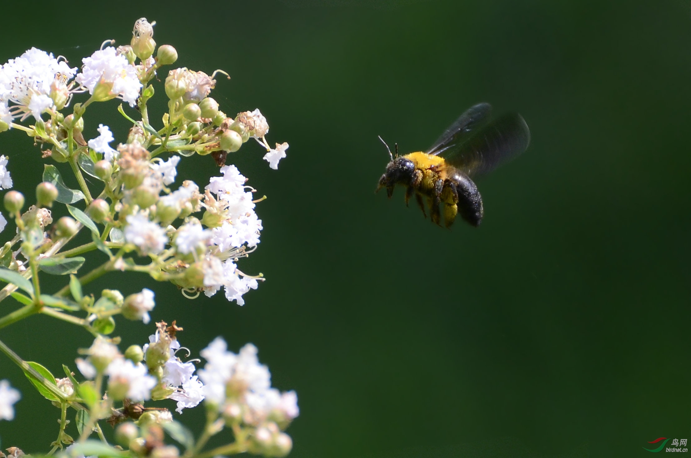 一群蜜蜂采蜜的图片图片