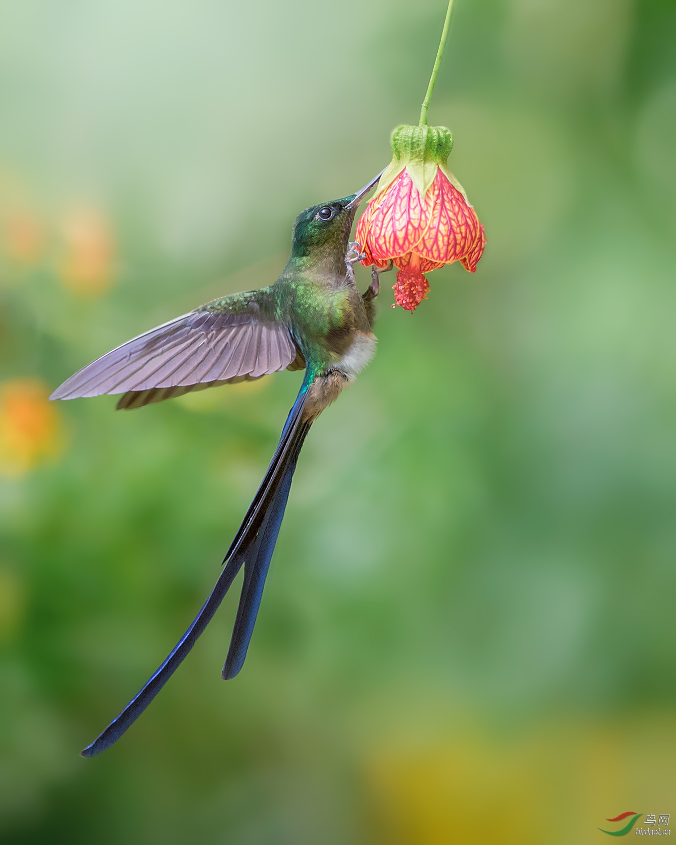 约花(紫长尾蜂鸟) 荣获首页精华>