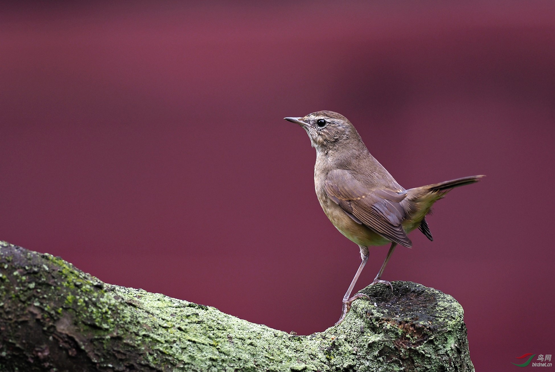 我在川大等你红喉歌鸲雌鸟