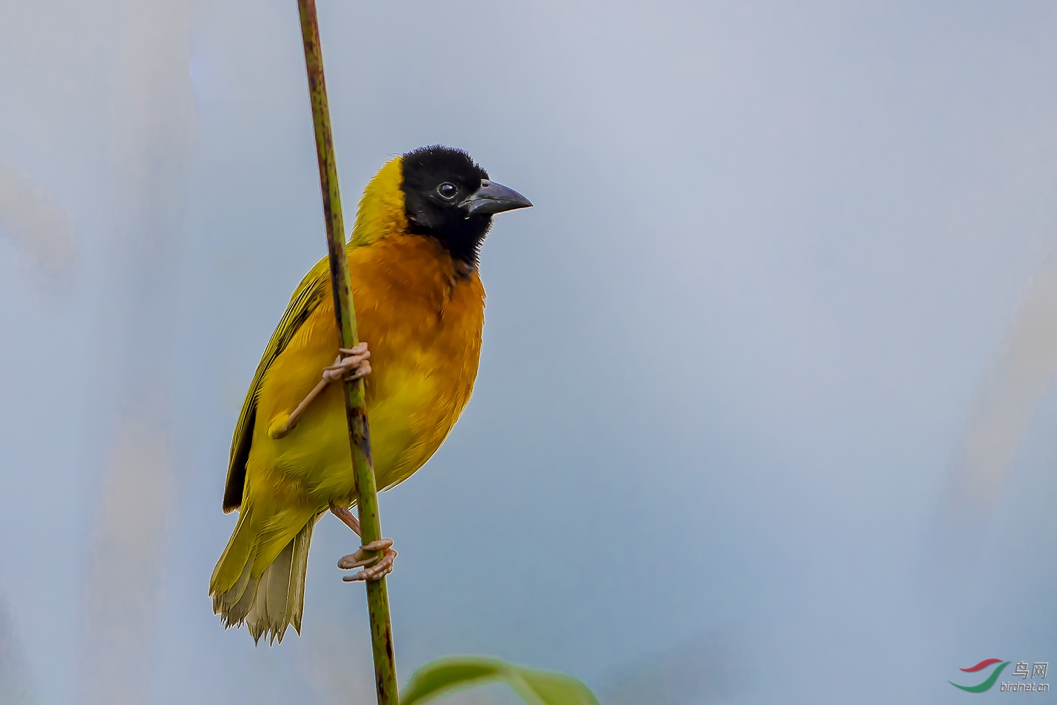 乌干达《黑头黄背织布鸟》