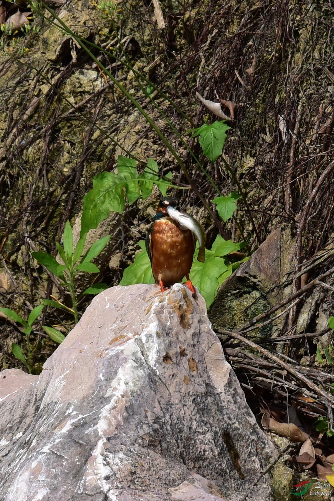 DSC_0355.JPG