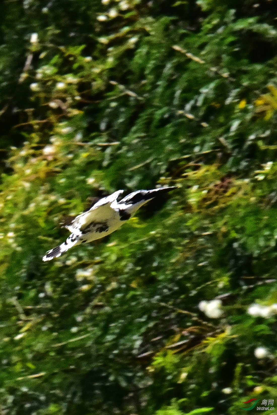 DSC_0371.JPG
