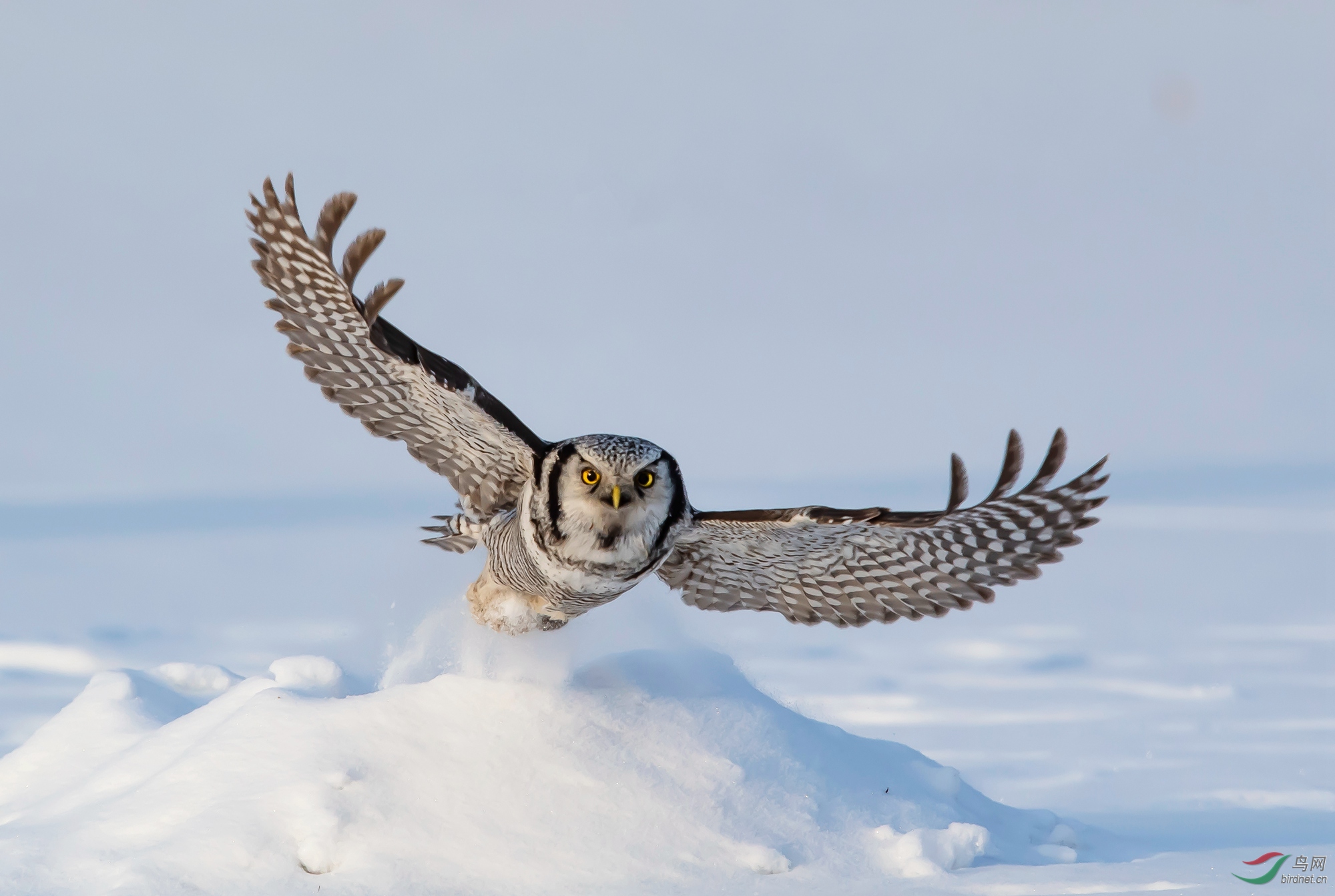 猛鸮-常回家看看~~祝贺荣获首页精华!