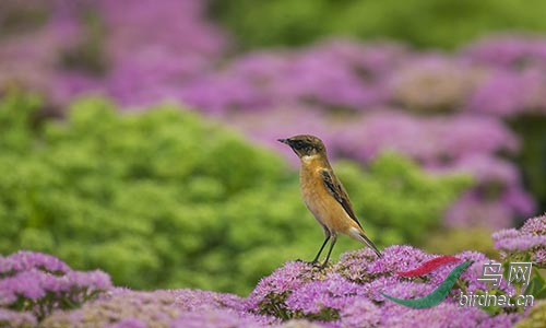 AM3T9435.jpg