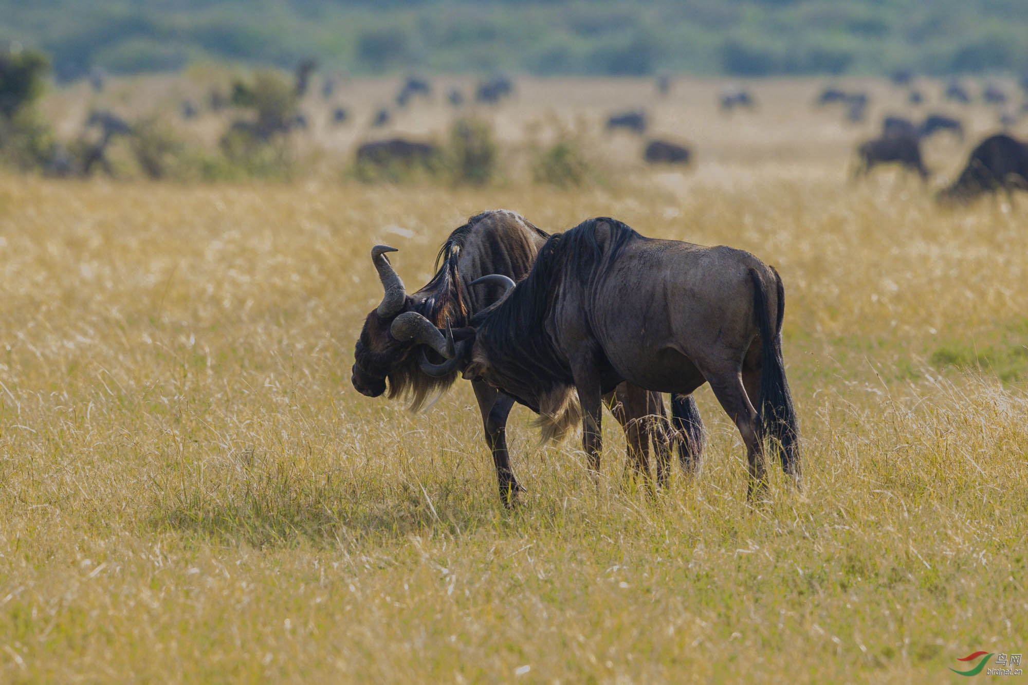 角马- vip版 鸟网