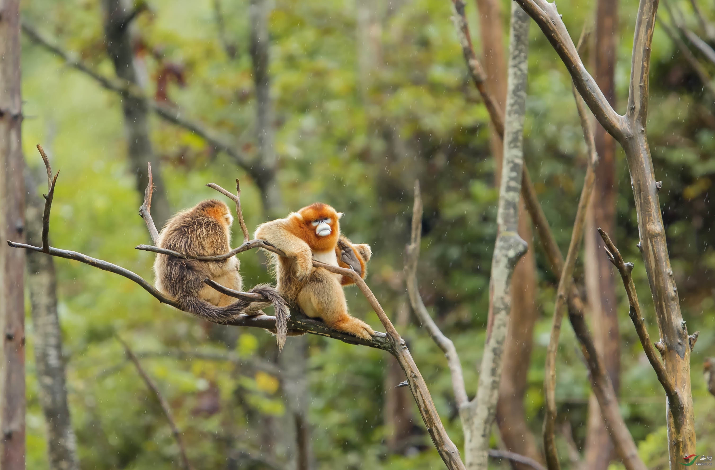 支持山东版金丝猴