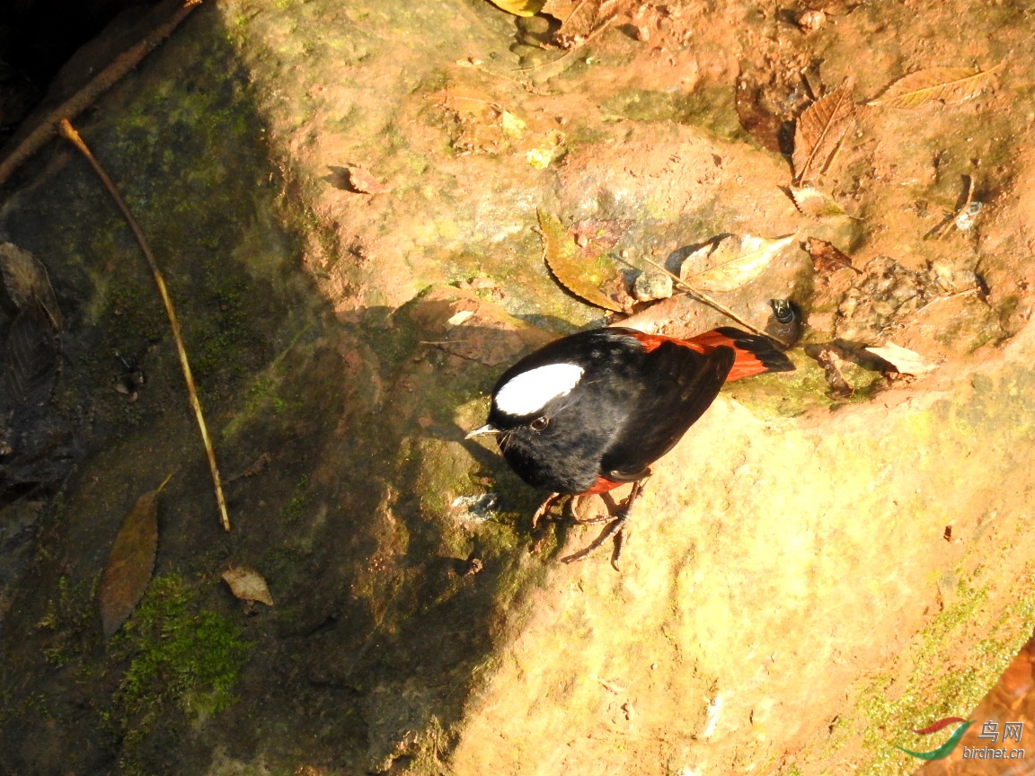 ȥ����ɽ�����ĵ��İ׶�Ϫ�18��