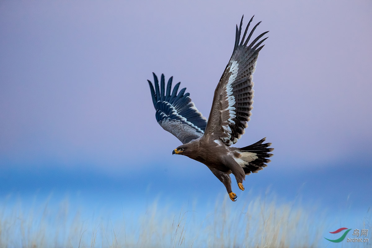 草原雄鹰