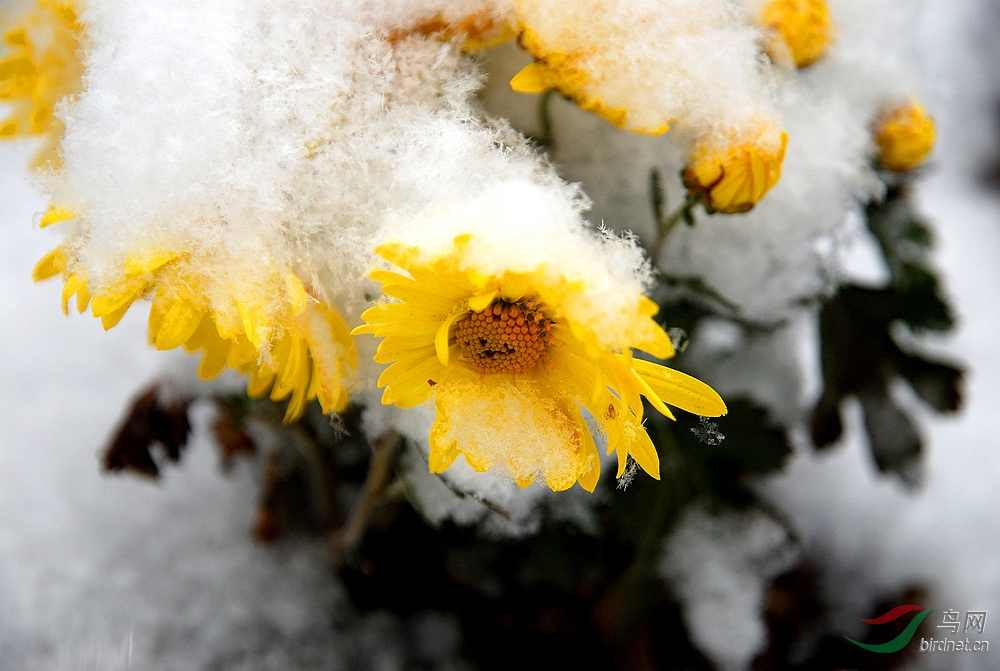 雪菊