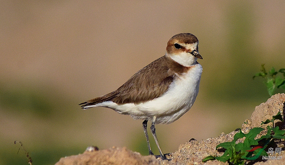 dsc_7516_副本鹮颈鸻.jpg