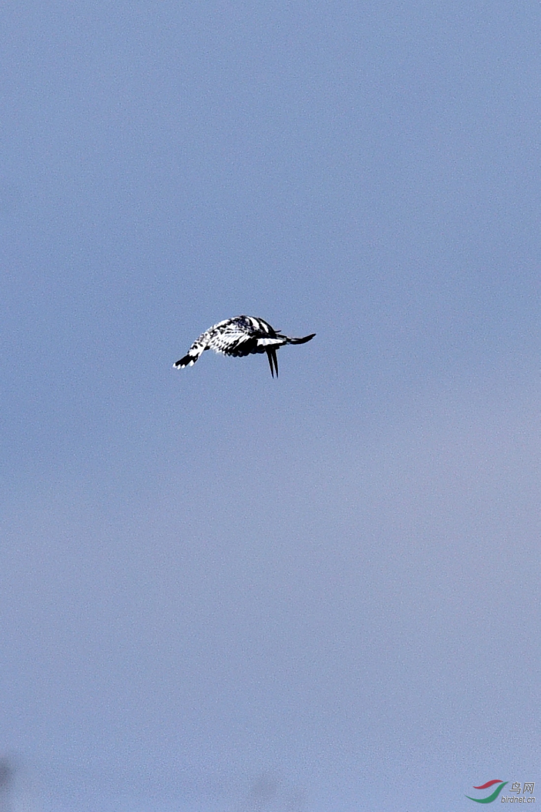 DSC_0386.JPG