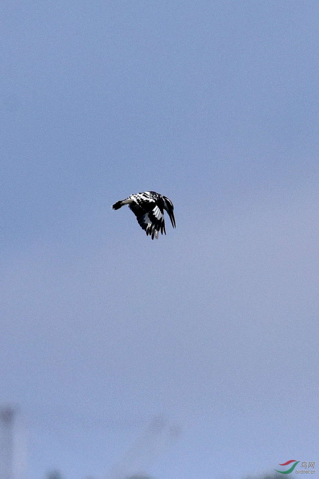 DSC_0387.JPG