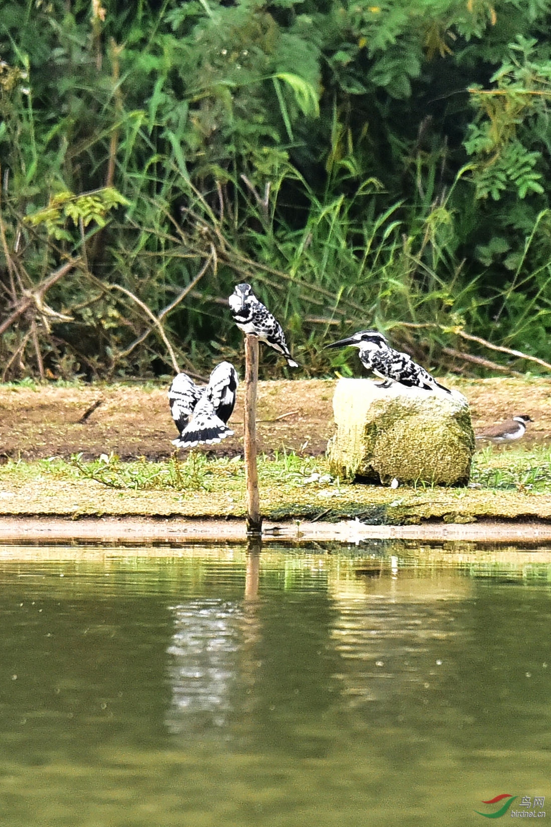 DSC_0394.JPG