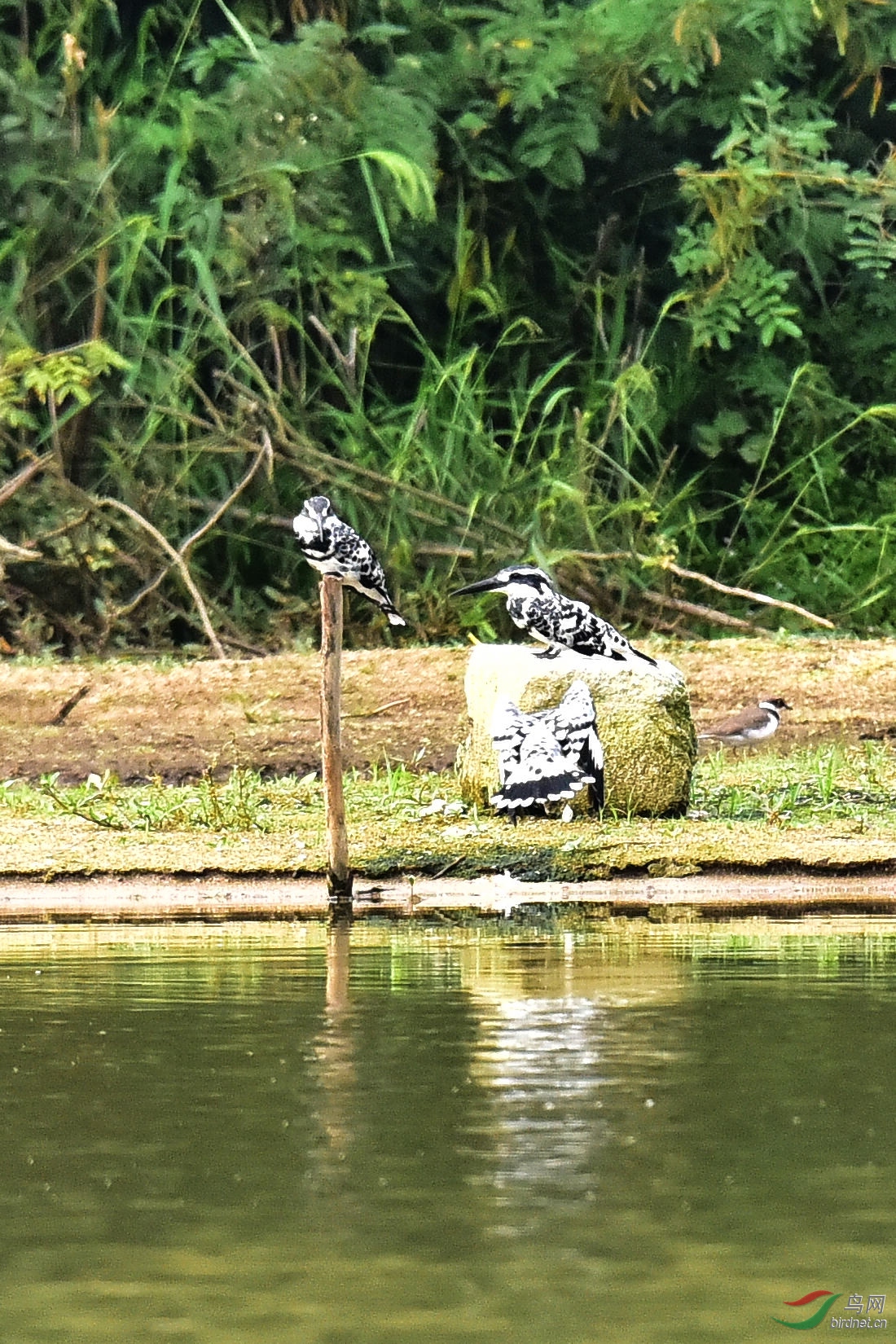 DSC_0395.JPG