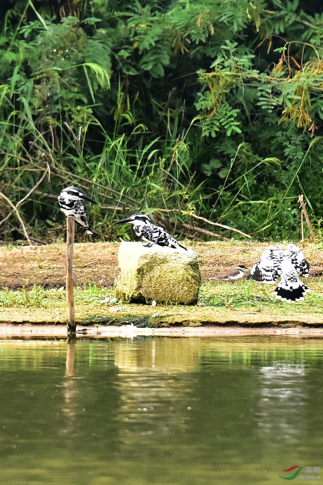 DSC_0398.JPG