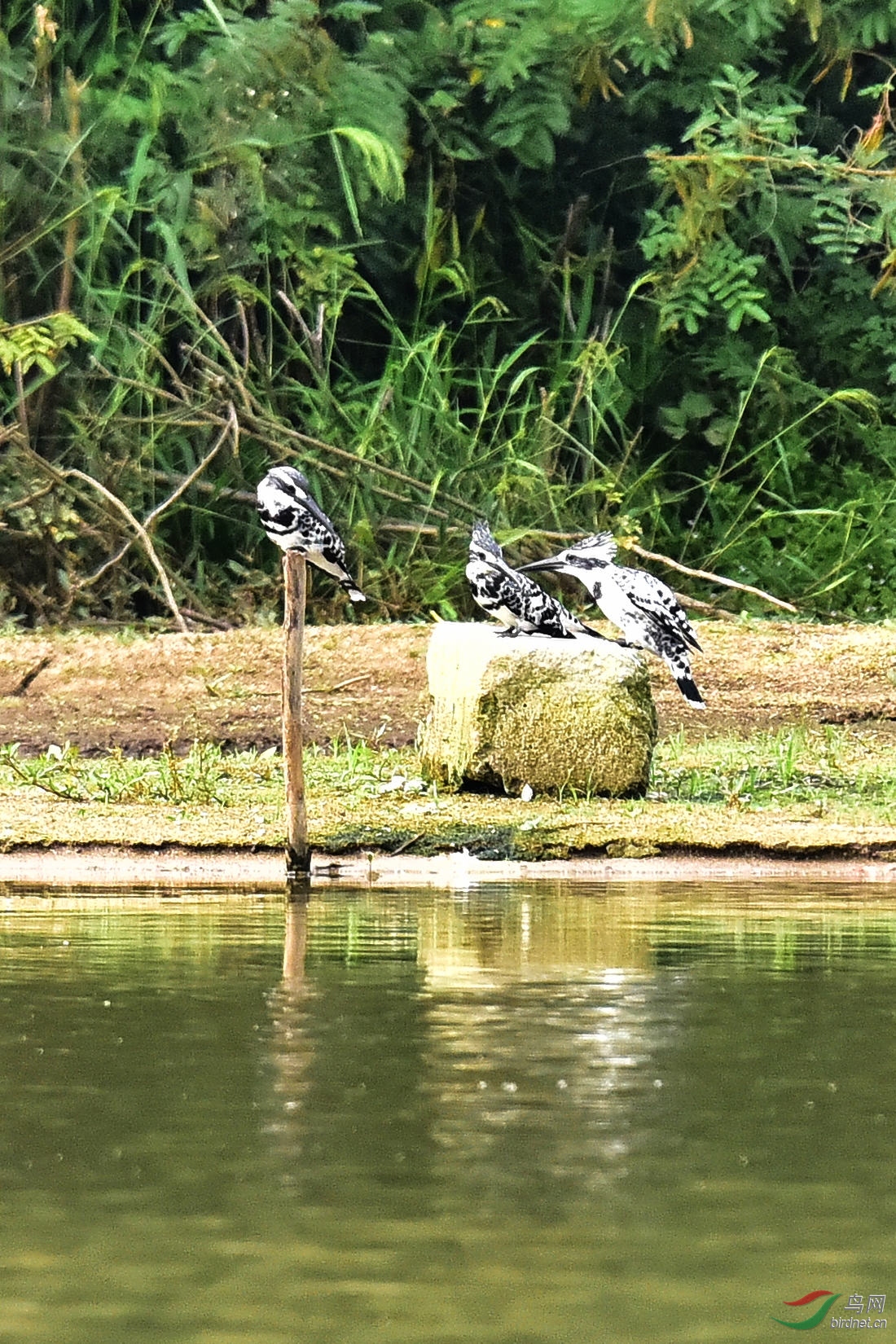 DSC_0403.JPG