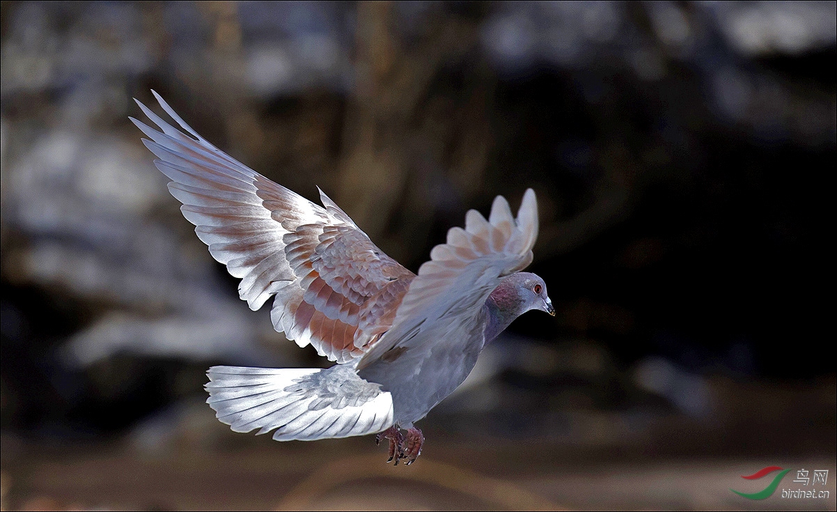 飞鸽- 贵州版 guizhou 鸟网