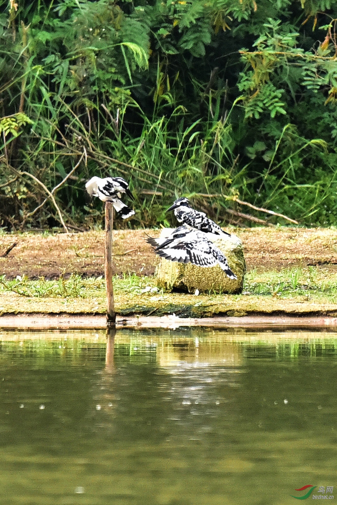 DSC_0411.JPG