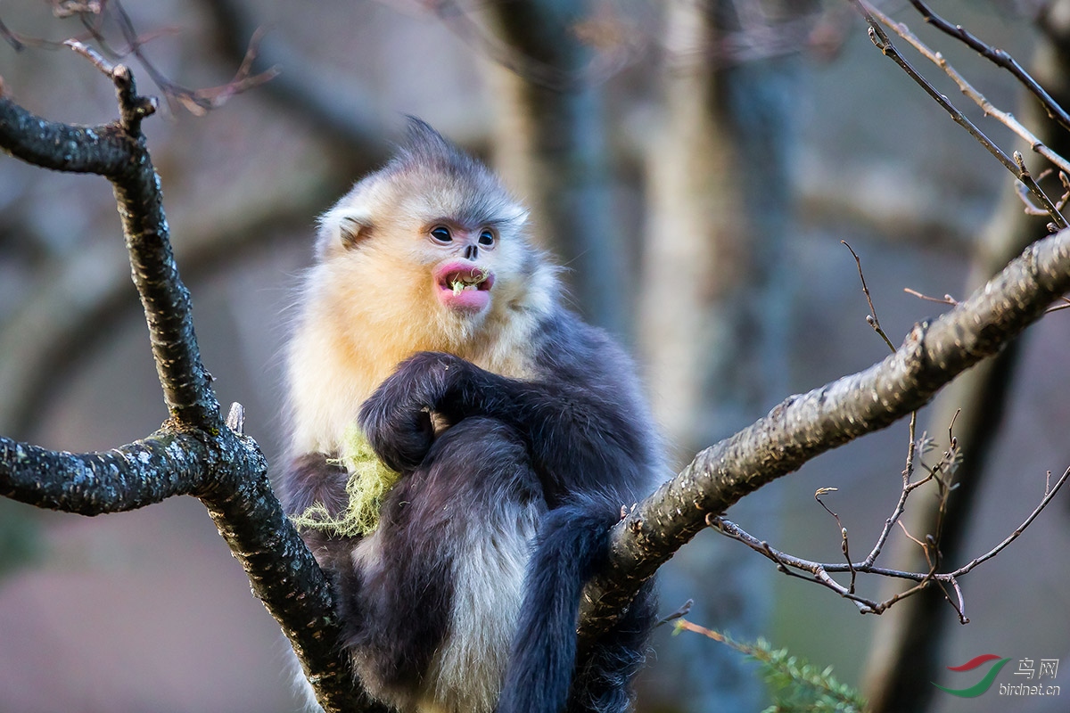 国家一级保护动物《滇金丝猴》2