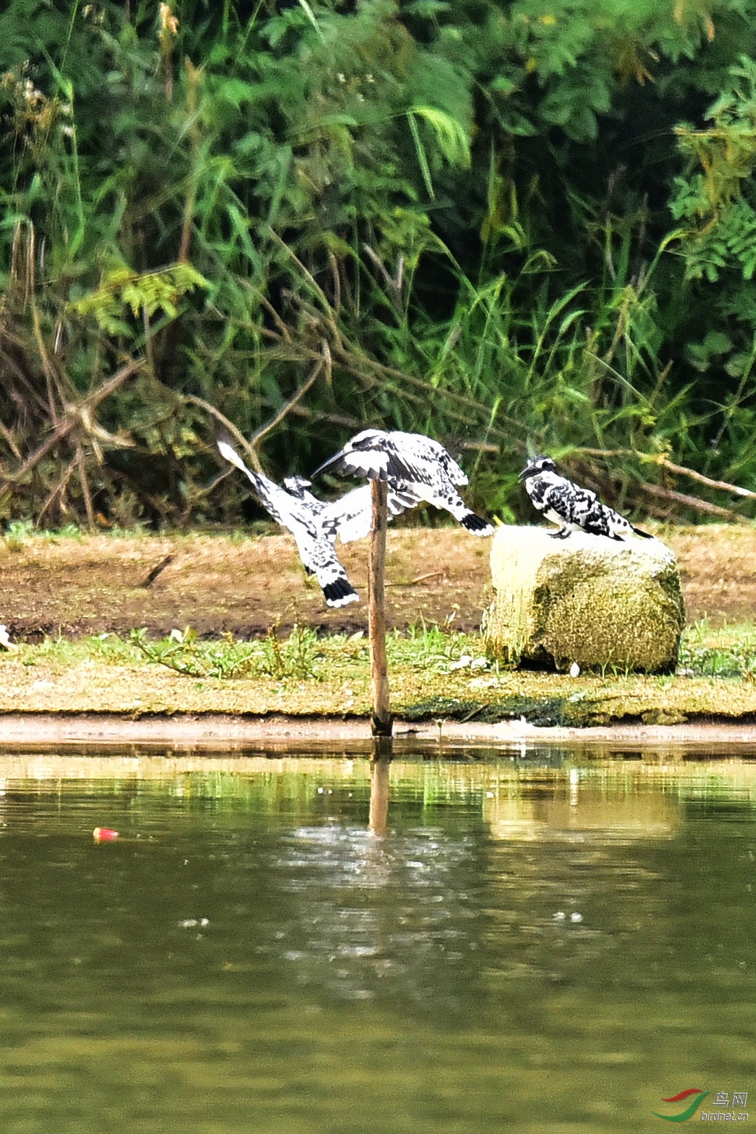 DSC_0414.JPG