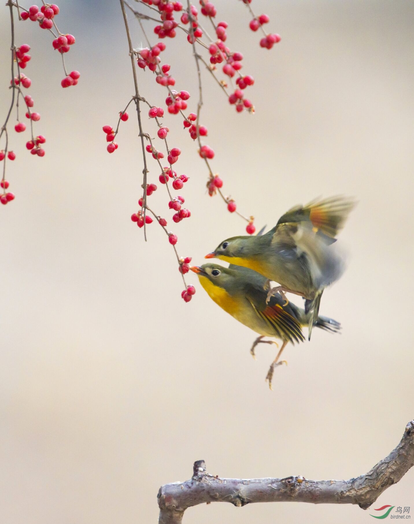 落户石门的红嘴相思鸟