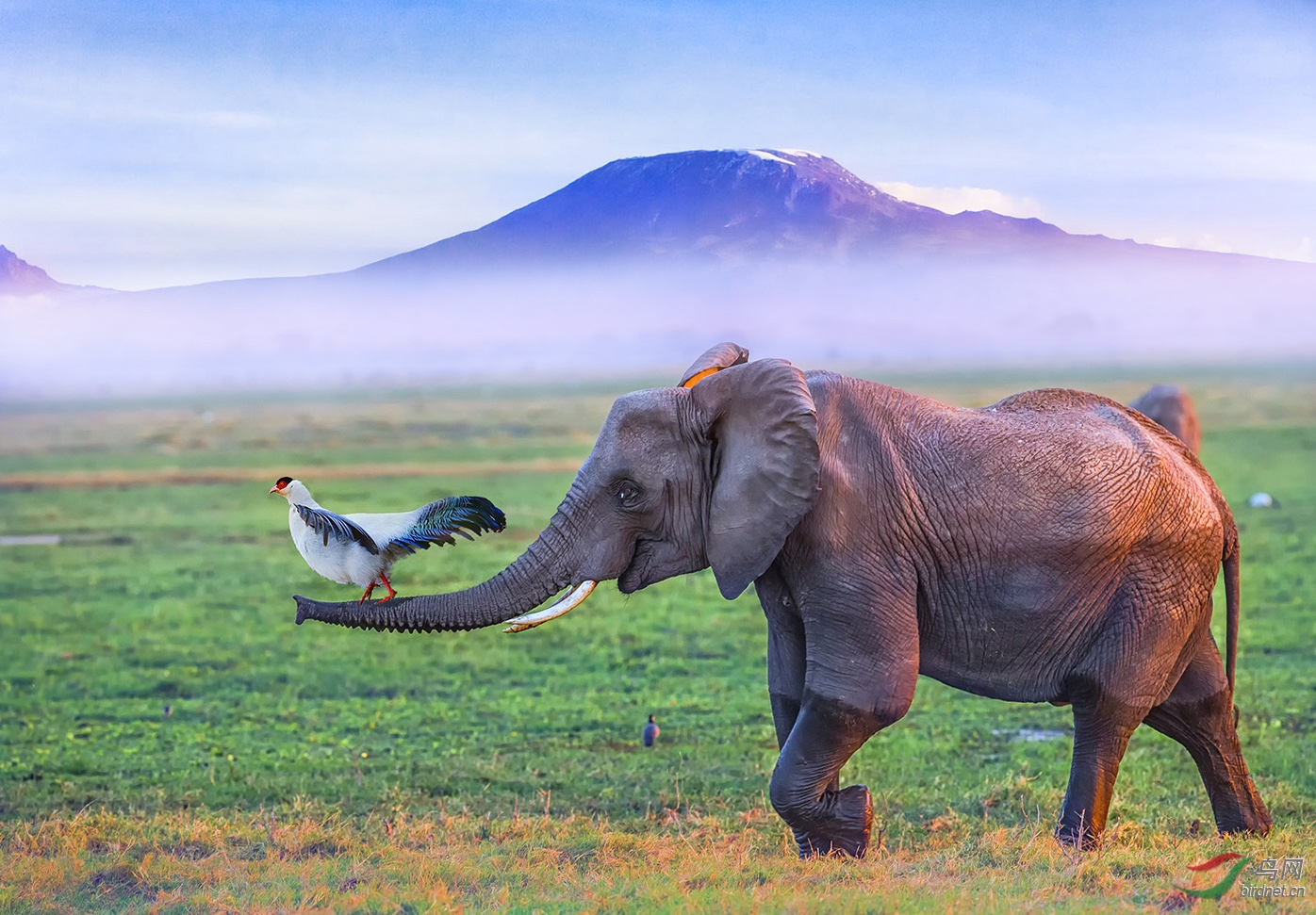 坐着大象逛非洲