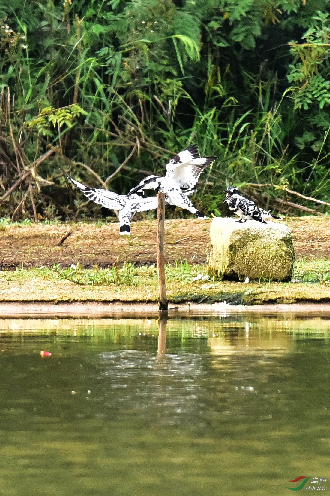 DSC_0415.JPG