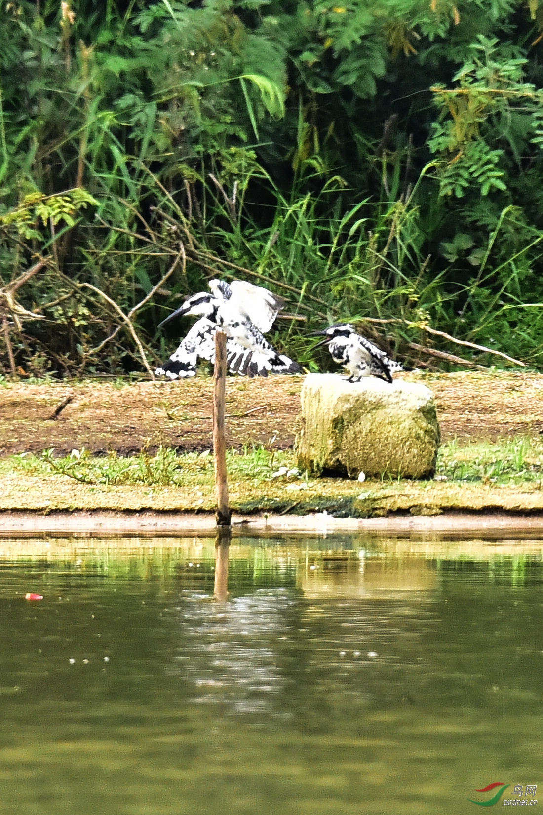 DSC_0416.JPG