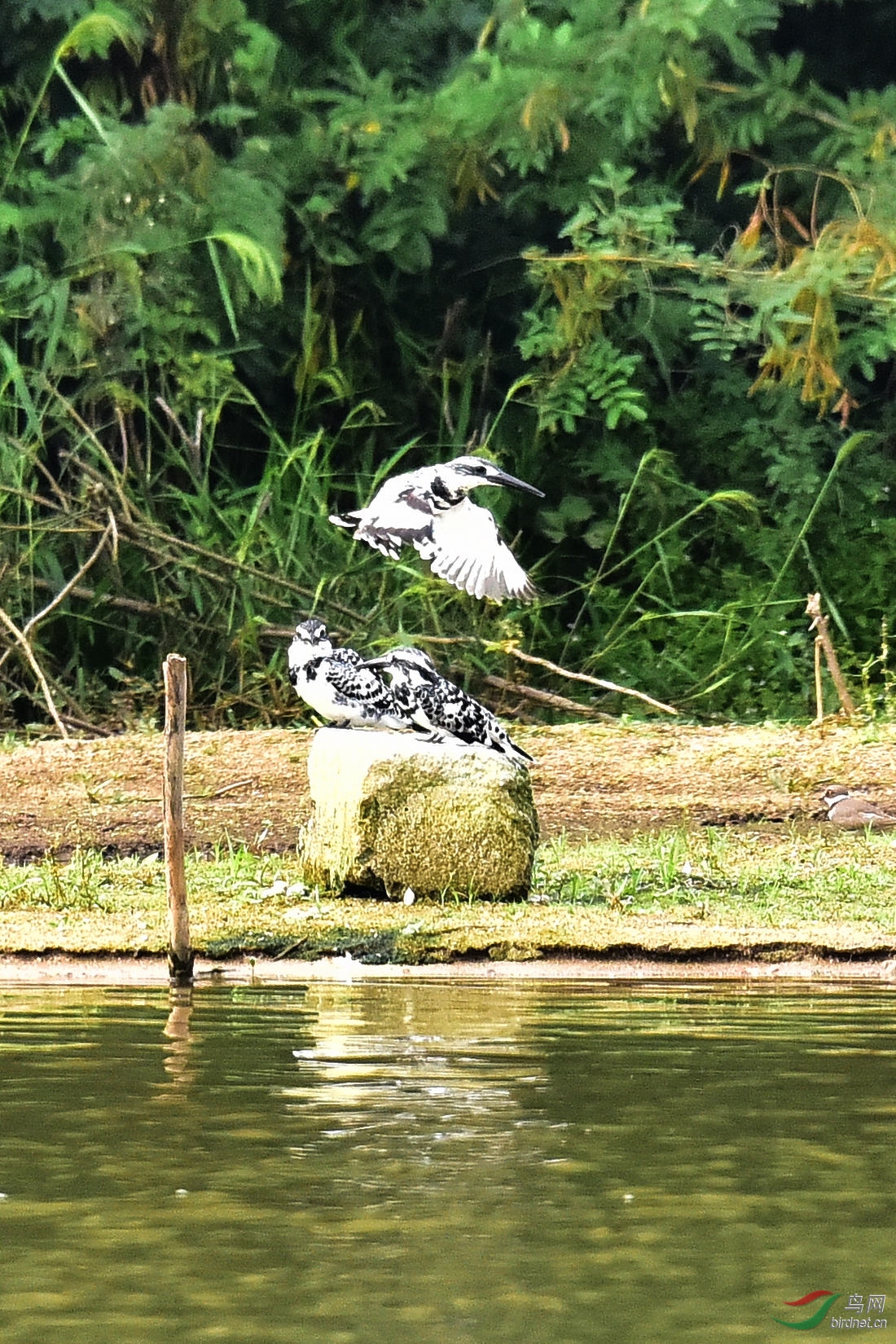 DSC_0420.JPG