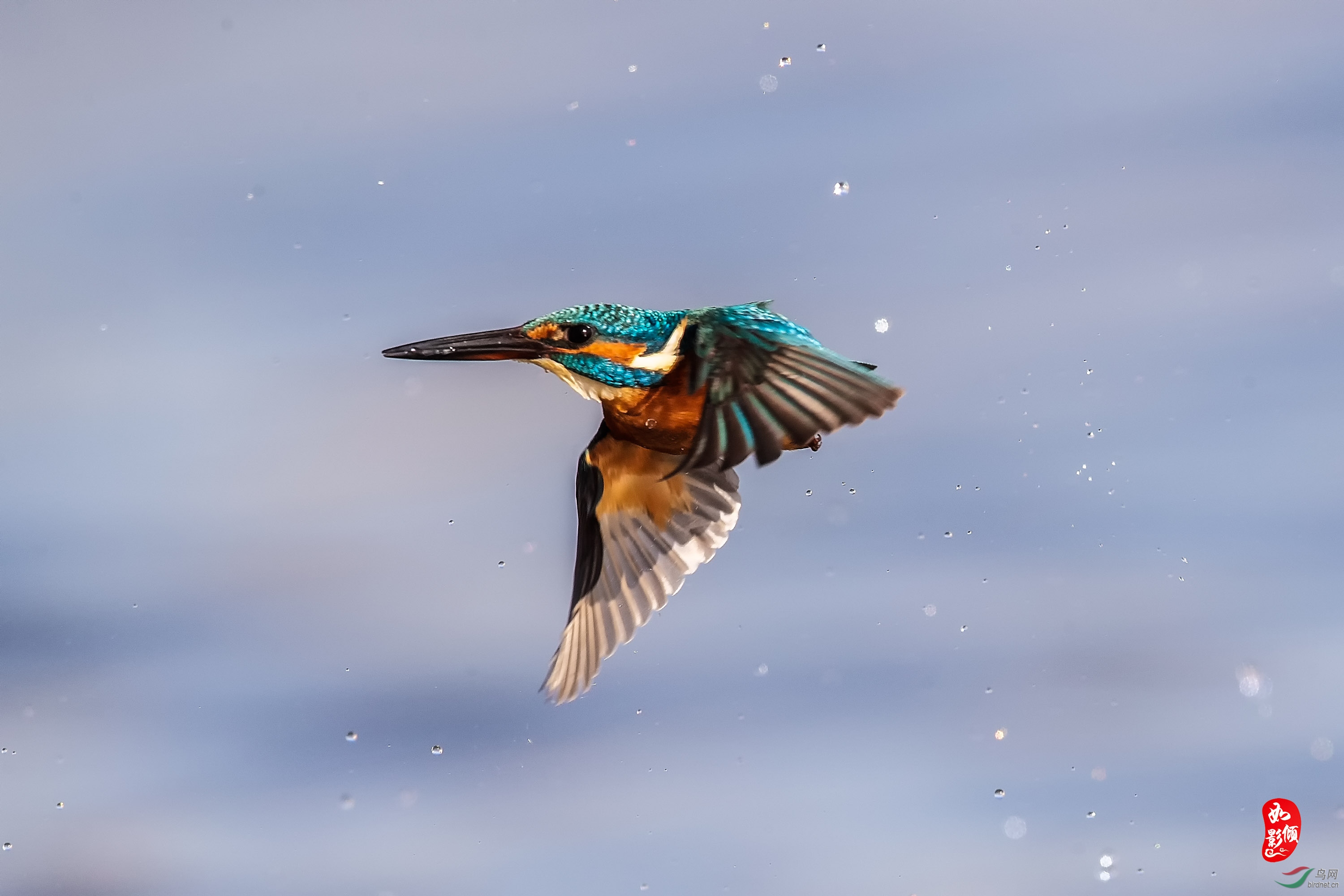 翠鸟美姿高清版