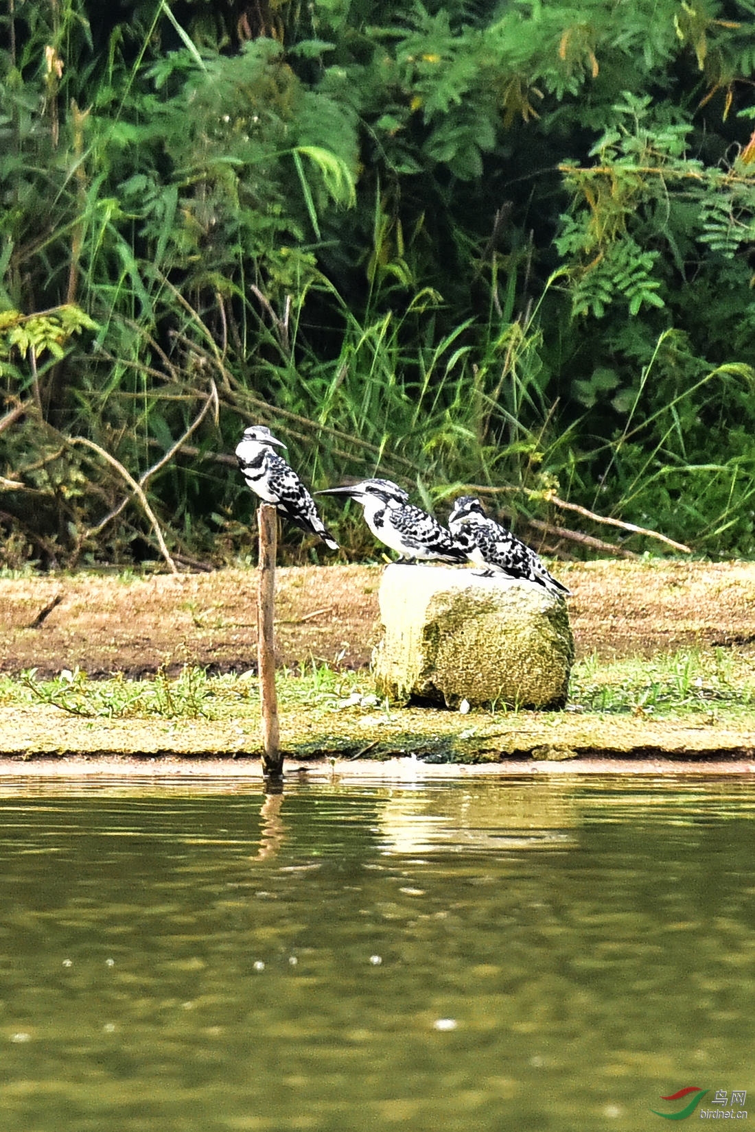 DSC_0426.JPG